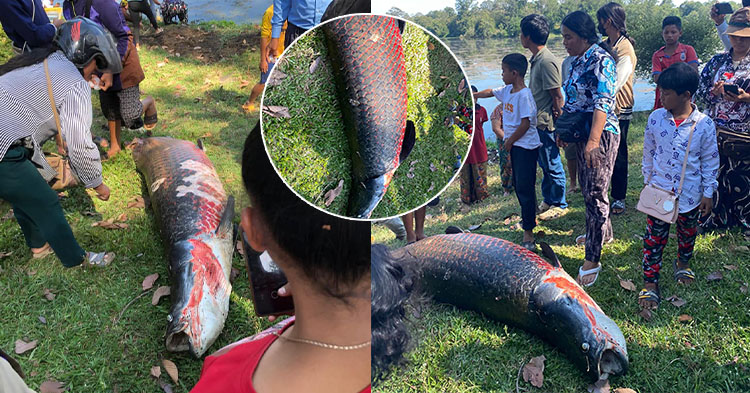  ក្ដៅៗ! ប្រទះឃើញត្រី arapaima ១ ក្បាល ងាប់នៅជិតកសិណអង្គរ ផ្ទុះការភ្ញាក់ផ្អើលខ្លាំង